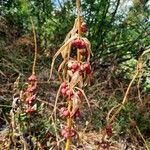 Polygonatum verticillatum Ffrwyth