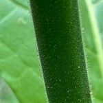 Nicotiana sylvestris Bark