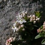 Kalmia buxifolia ശീലം