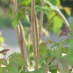 Viburnum sargentii Elinympäristö