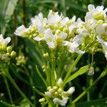 Armoracia rusticana फूल