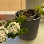 Kalanchoe blossfeldiana葉