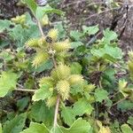 Xanthium orientale ഫലം