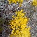 Stanleya pinnata Flower