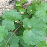 Cymbalaria muralis Folha