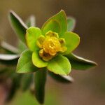 Euphorbia flavicoma Λουλούδι