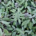 Salvia fruticosa Лист