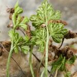 Asplenium lepidum Habitus