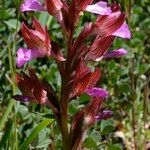 Anacamptis papilionacea Flor