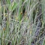 Carex livida Hábito