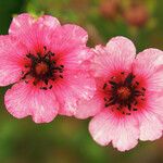 Potentilla nepalensis Flower