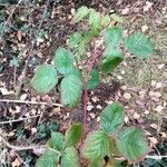 Rubus idaeus Leaf