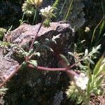 Phacelia ramosissima 形態