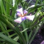 Neomarica northiana Flor
