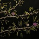 Pisonia aculeata आदत