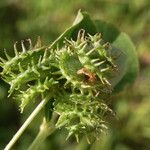 Medicago polymorpha Frukto