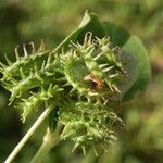 Medicago polymorpha Frukt