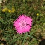 Dianthus seguieri Fiore