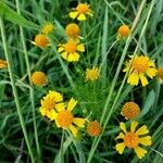 Helenium amarum Flower