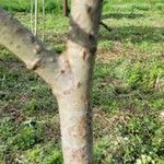 Salix aurita 树皮