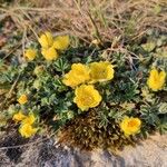 Potentilla brauneana Blomst