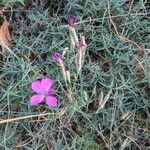 Dianthus graniticus Flors