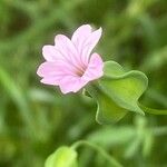 Gypsophila vaccaria Flor