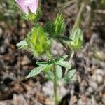 Althaea hirsuta 葉