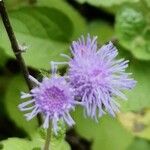 Ageratum houstonianum Flor