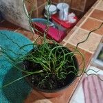 Juncus filiformis পাতা