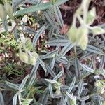 Helianthemum apenninum Leaf