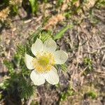 Pulsatilla occidentalis ᱵᱟᱦᱟ