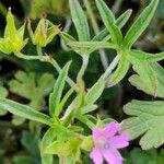 Geranium dissectum 葉