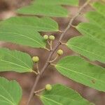Grewia mollis Hoja