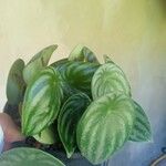 Peperomia argyreia Leaf