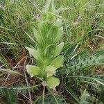 Acanthus mollisFeuille