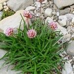 Armeria alpina Habit