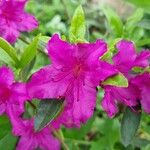 Rhododendron simsii Blodyn