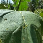 Solanum stramoniifolium Blatt