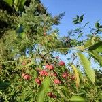 Euonymus europaeusFlower