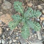 Descurainia millefolia Liść