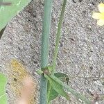 Lactuca muralis Bark