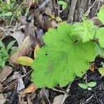 Rubus alceifolius Levél