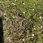 Houstonia micrantha Fleur