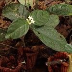 Hymenocoleus libericus Buveinė