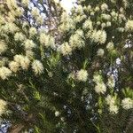 Melaleuca alternifolia പുഷ്പം