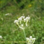 Dichoropetalum schottii Λουλούδι