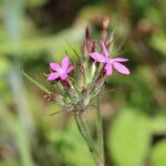 Dianthus armeriaFlor