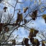 Hamamelis mollis Staniste