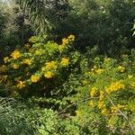 Senna pendula Flower